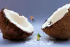 A staged photographic print of mini figures skiing inside coconut shell by New Zealand artist Adam Popovic, available at The Little Gallery Tairua